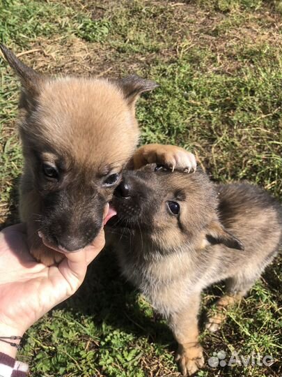 Щенки в добрые руки