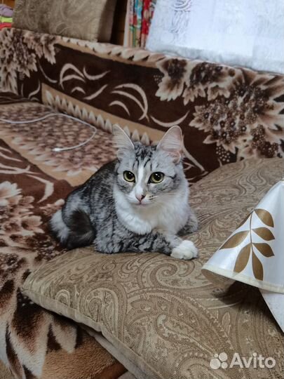 Кошки в добрые руки бесплатно