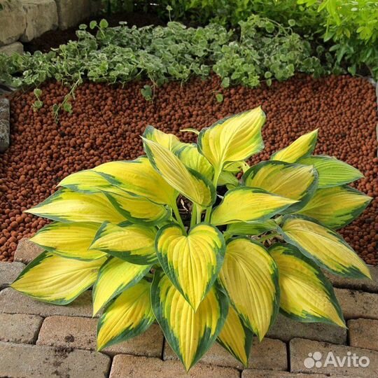 Хосты, Гейхеры, в горшках зкс