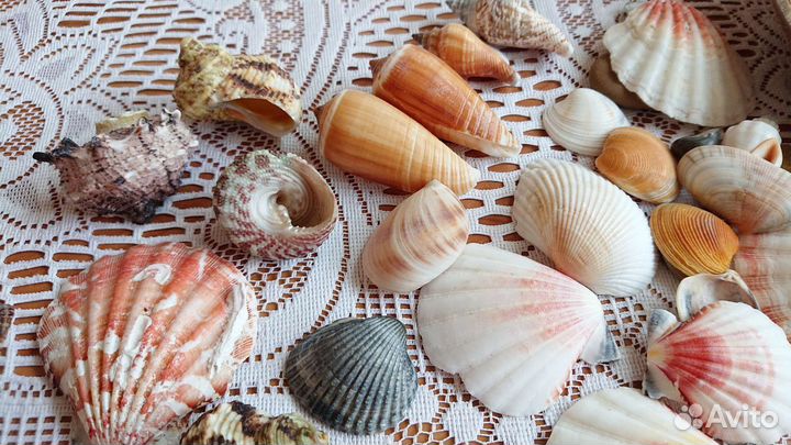 Морские ракушки, сувениры