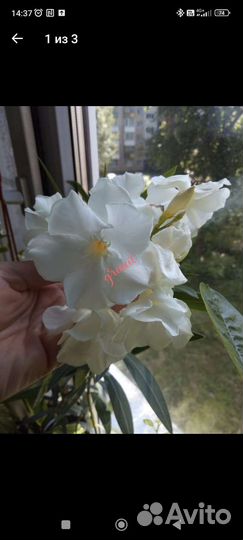 Комнатные растения (укорененные черенки)