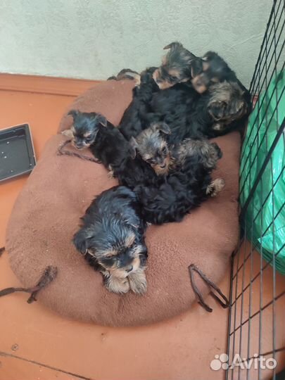 Йоркширский терьер