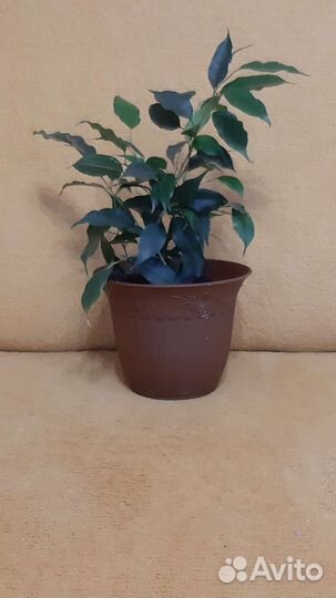 Фикус бенджамина