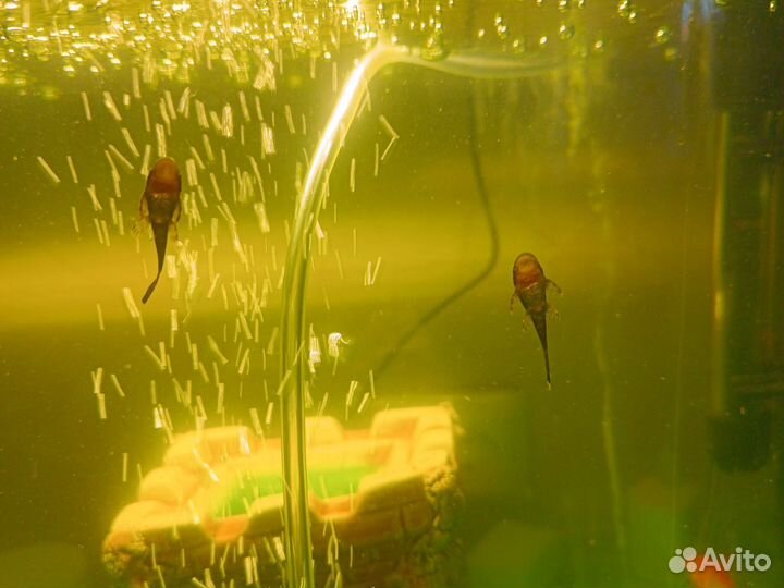 Сомики анциструсы