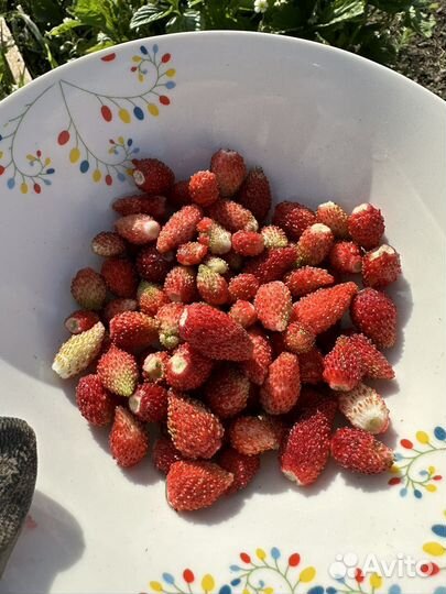 Земляника садовая рассада