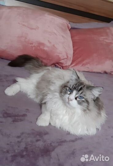 Кошки рэгдолл