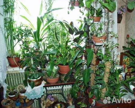 Алоэ декабрист