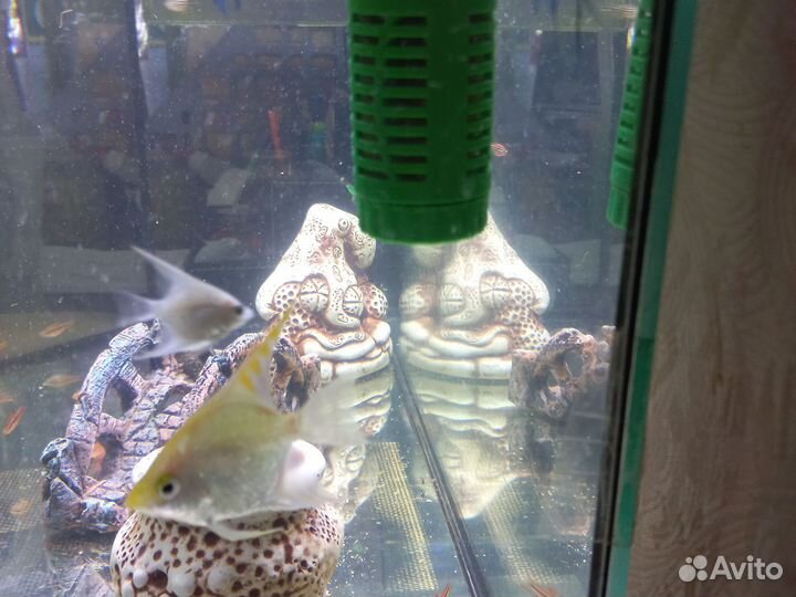 Рыбы скалярии