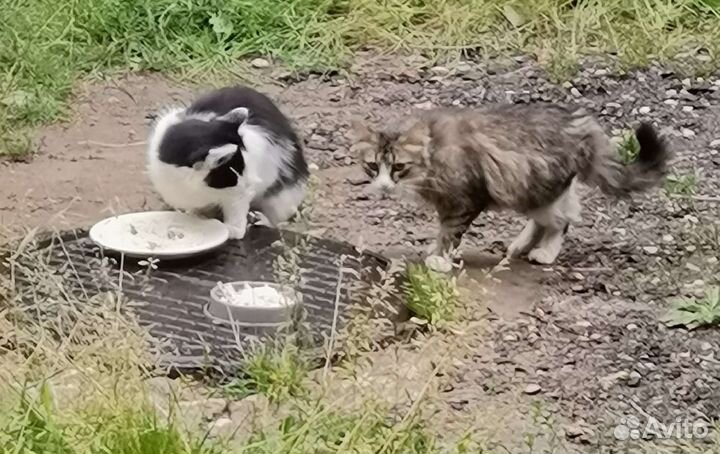 Кошке нужен дом