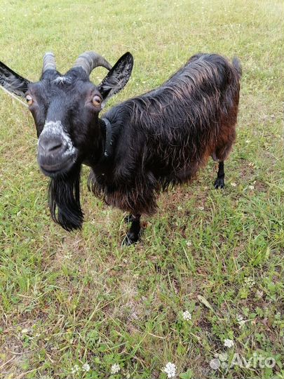 2 Дойные козы