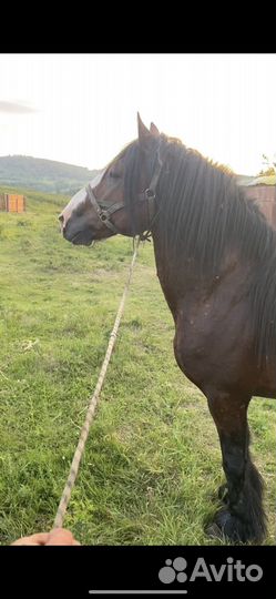 Жеребец производитель