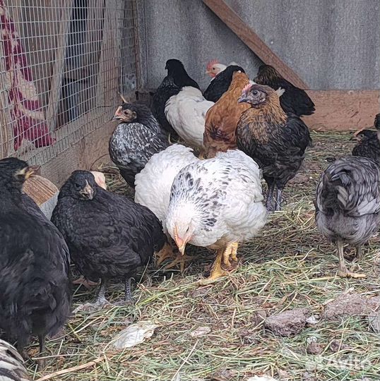 Куры молодки