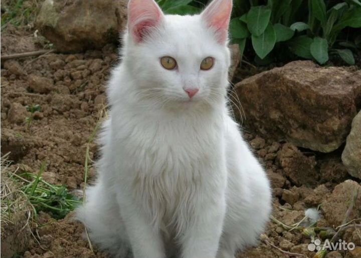 Сибирские котята