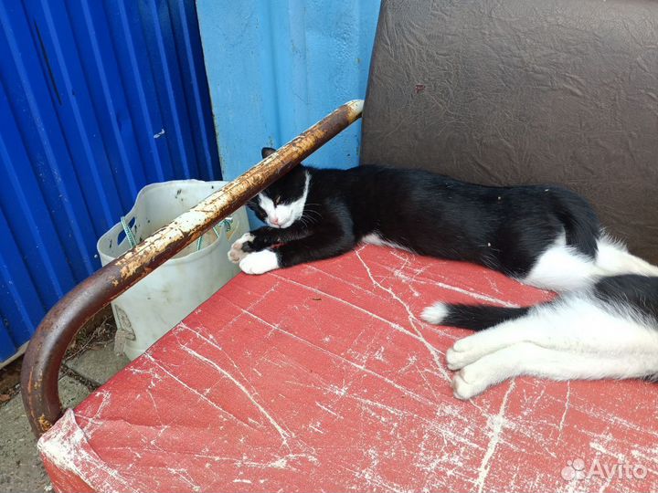 Кошка в дар