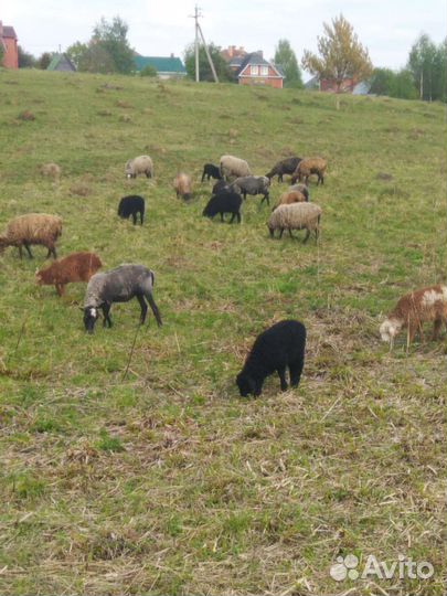 Овцы бараны
