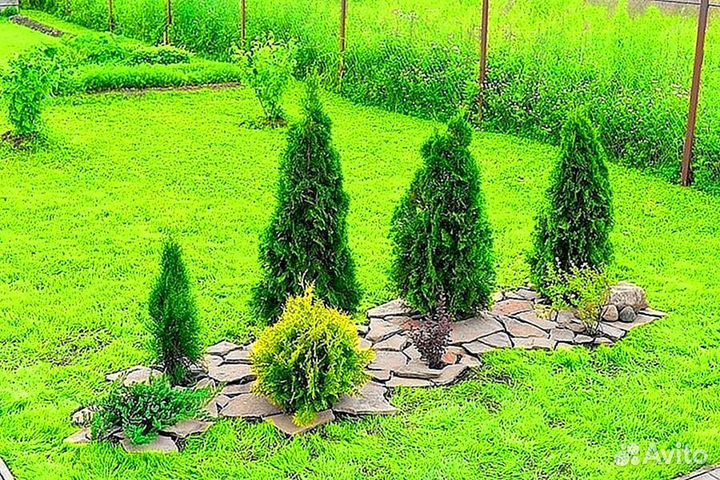 Туи для изгороди Питомник хвойных растений: выращи