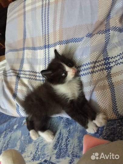 Котенок, котик