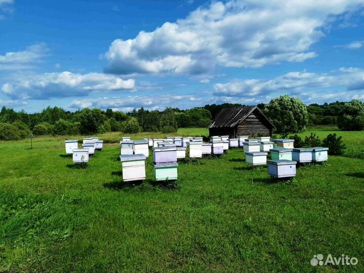 Мёд натуральный из Алтая оптом