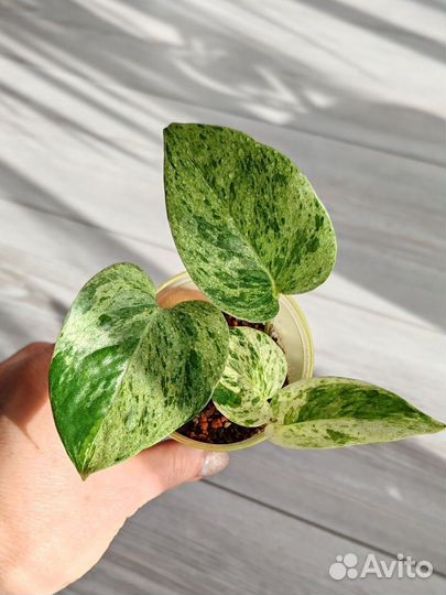 Сциндапсус marble Queen марбл квин