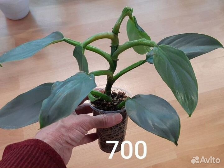 Аглаонемы, филодендрон