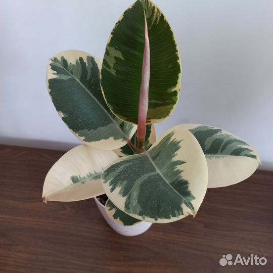 Фикус эластика тинеке