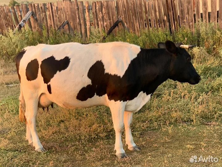 Коровы и нетели