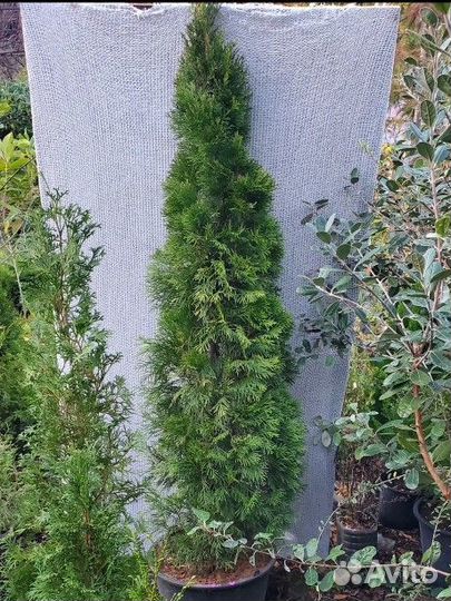 Смарагд 0.9м - 1.5м