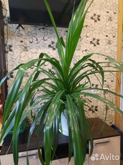 Пальма панданус