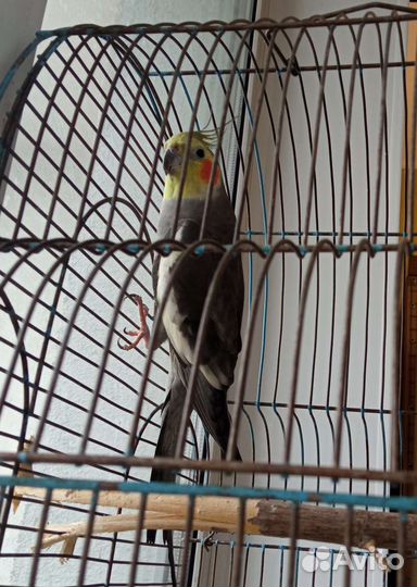 Взрослые кореллы