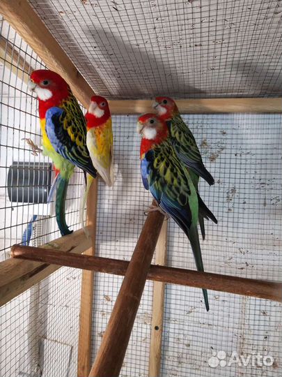 Попугай корелла молодежь