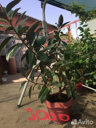 Продаются цветы