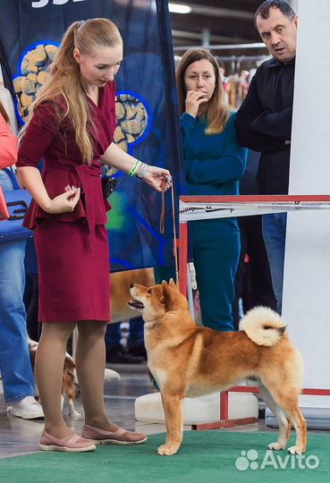 Кобель на вязку Сиба Шиба Ину