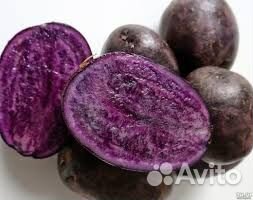 Майами - семенной фиолетовый картофель почтой