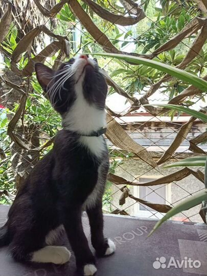 Черная кошка-котенок с белыми лапками в добрый дом