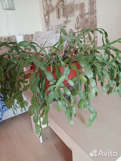 Декабрист Комнатные растения цветы большие