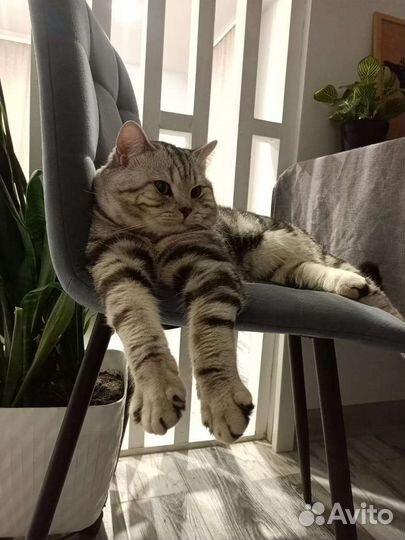 Вязка британский кот