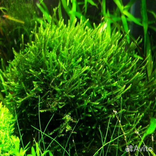 Аквариумные мхи
