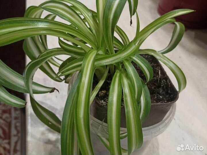 Хлорофитум кудрявый