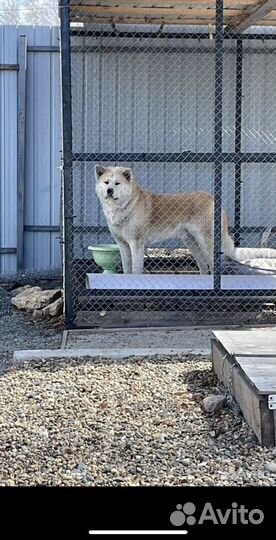 Щенки акита ину