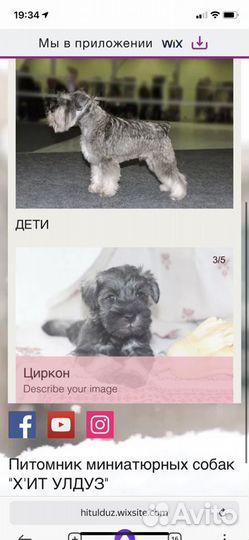 Цвергшнауцер вязка