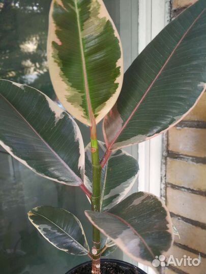 Фикус вариегатный, Тинеке и Белиз