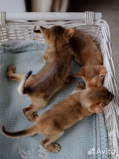 Абиссинские котята