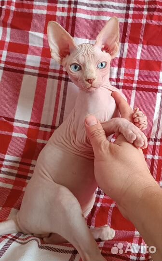 Канадский сфинкс