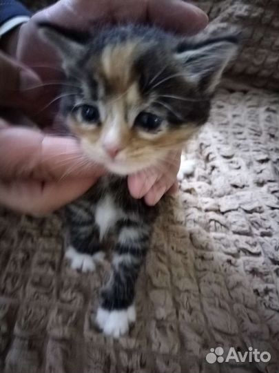 Котятки милашки