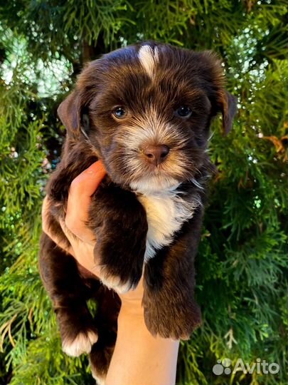 Девочка Шоколадный Йорк