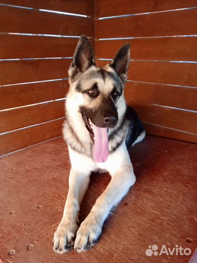 Вязка вео кобель