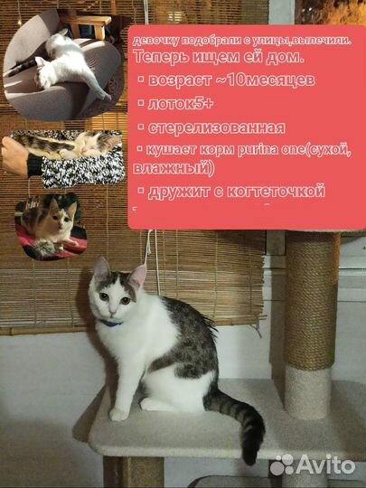 Котенок в добрые руки