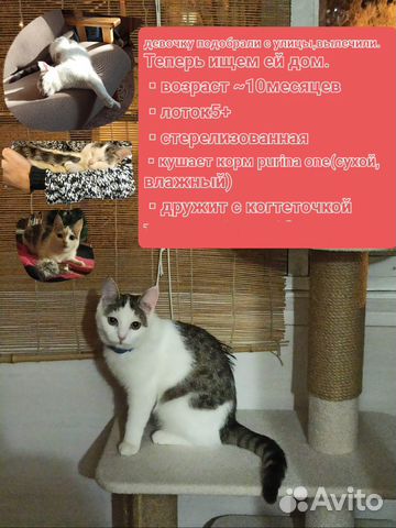 Котенок в добрые руки