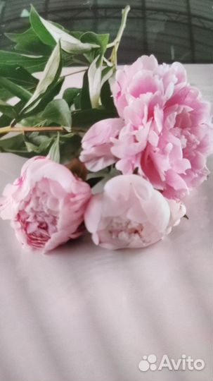 Цветы пионы от производителя