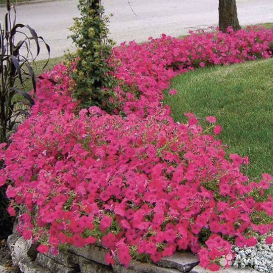 Петунии гиганты тайдалы